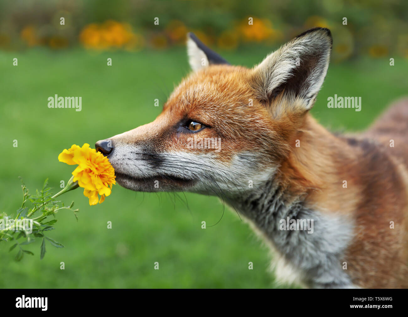 Close up of a red fox qui sent la fleur. Banque D'Images