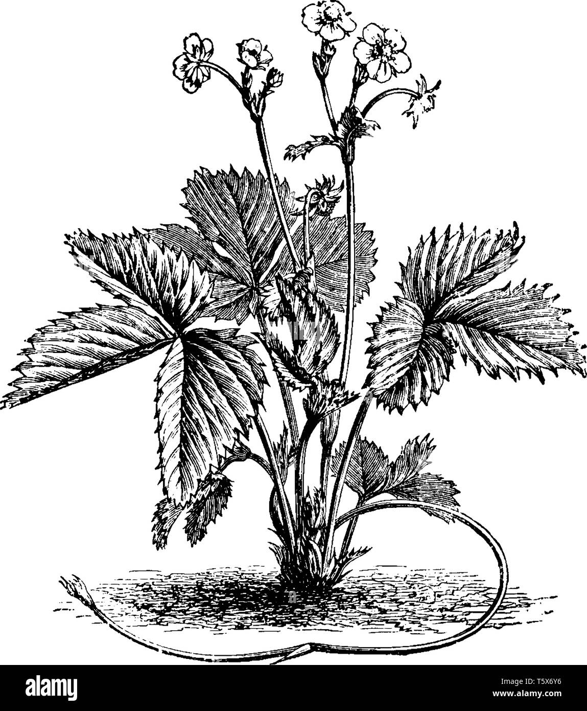 C'est le plant de fraise sauvage. Il a des fleurs à son sommet. Les feuilles sont pointues et avoir des lignes sur elle. Il ressemble à une vitesse rampante, vintage line Illustration de Vecteur