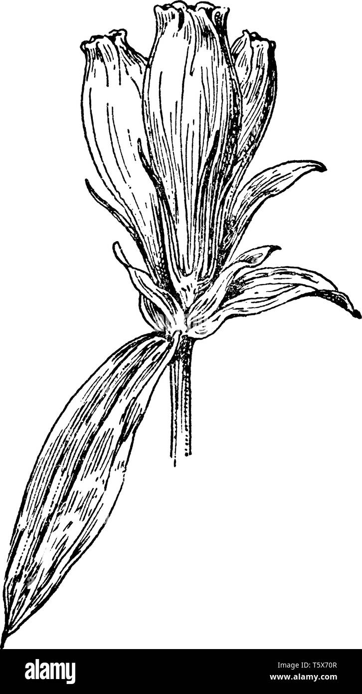 Une photo est montrant Soapwort Gentiane, Gentiana communément connu sous le nom de Saponaria. Il est semblable à la bouteille les gentianes. Les fleurs sont en forme de bouteille avec Illustration de Vecteur