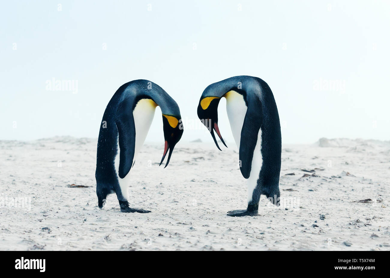 Close up of king penguin parade nuptiale pendant la saison des amours, îles Falkland. Banque D'Images