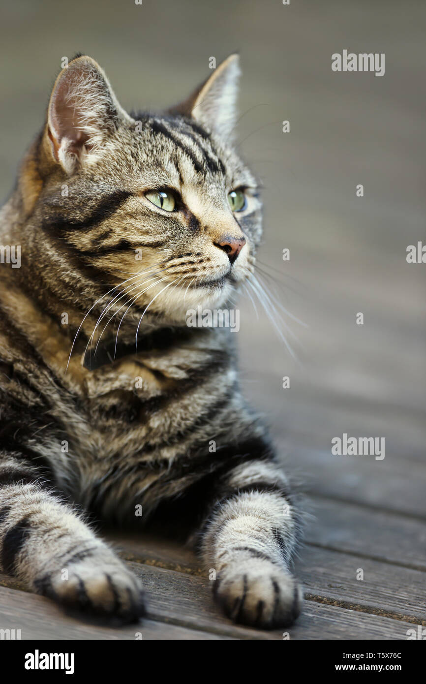 Close up d'un chat tigré couché dans le jardin Banque D'Images