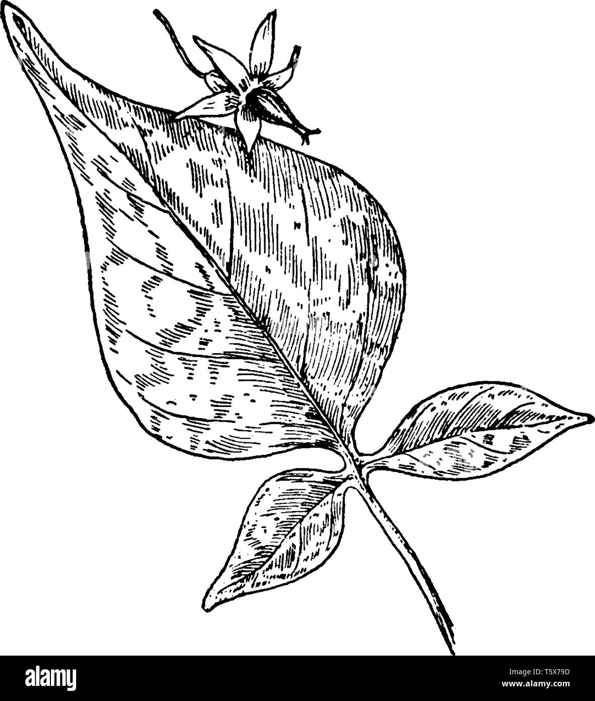 Morelle douce-amère est une plante de la vigne. C'est dans la même famille que les tomates et les pommes de terre, la gravure ou le dessin des lignes vintage illustration. Illustration de Vecteur