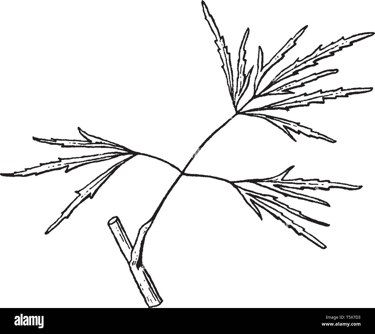 C'est une plante semi-aquatique dans les fossés et sur les bords de bassins et de rivières, mais pas très fréquent en Angleterre, vintage ou dessin de ligne engra Illustration de Vecteur