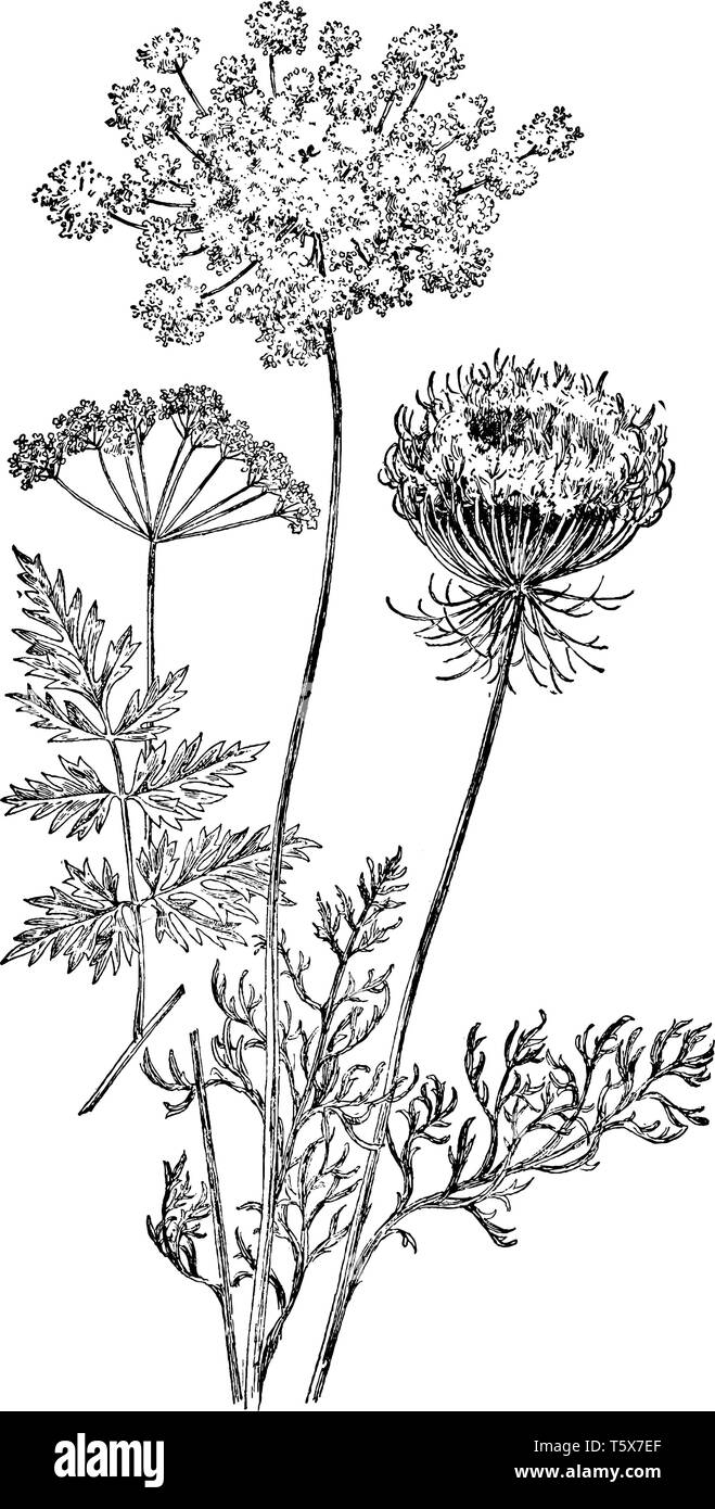 La carotte sauvage est plante herbacée bisannuelle. Les feuilles sont alternes, vert, vintage dessin ou gravure illustration. Illustration de Vecteur