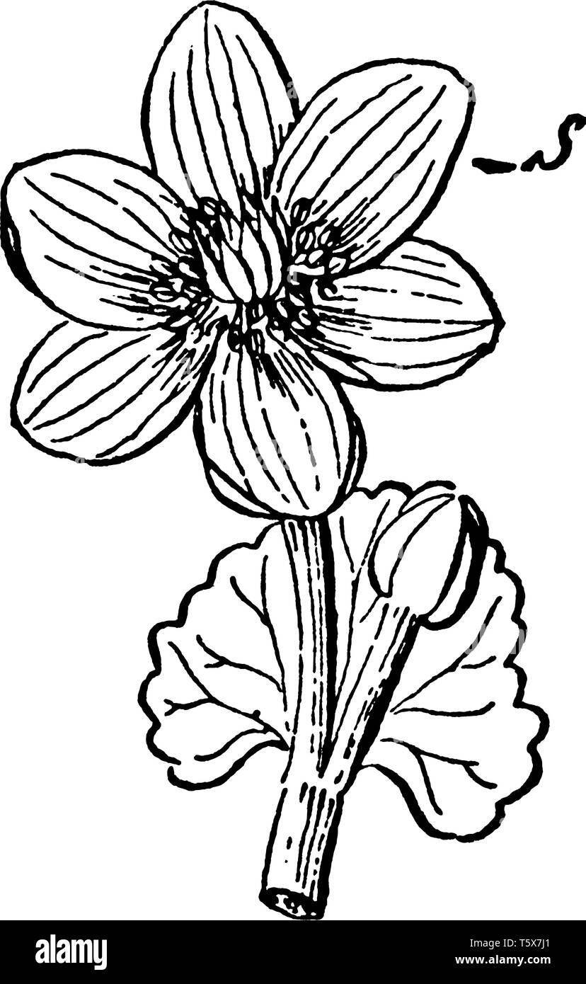 Caltha palustris appelé aussi comme souci de marais est une plante vivace qui se trouve principalement dans les états du nord et du Canada. Cette photo montre un sépale de cette flo Illustration de Vecteur