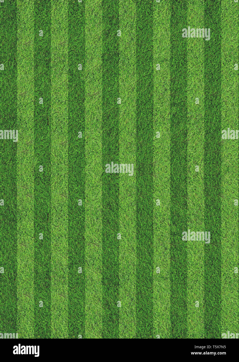 Le champ d'herbe verte nature verticale toile fond texture Banque D'Images