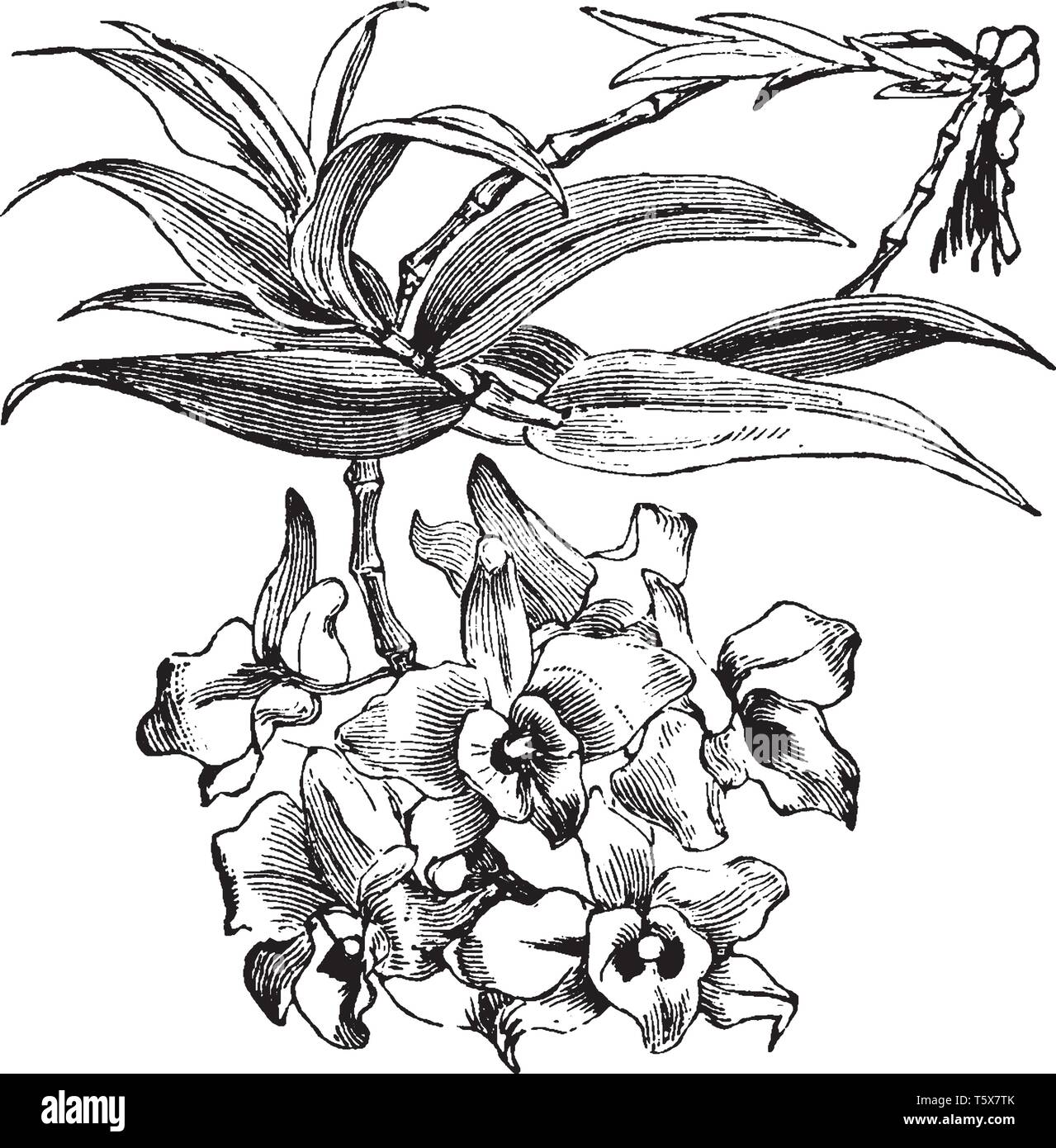Une photo montre des Dendrobium. C'est un énorme genre d'orchidées. C'est un surtout cultivé pour sa beauté, le dessin des lignes vintage ou gravure illustrati Illustration de Vecteur