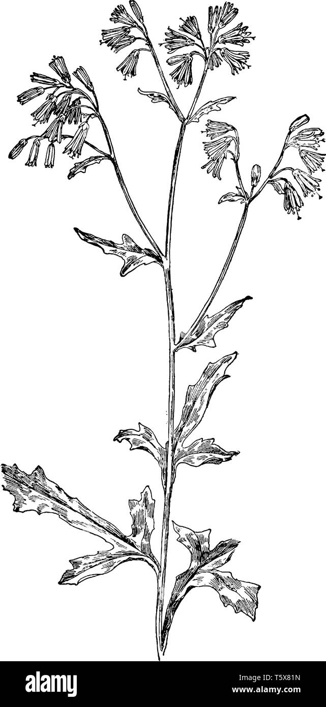 C'est une succursale de Lion's-foot. Ses feuilles sont lisses, épais, et d'un vert profond, vintage dessin ou gravure illustration. Illustration de Vecteur