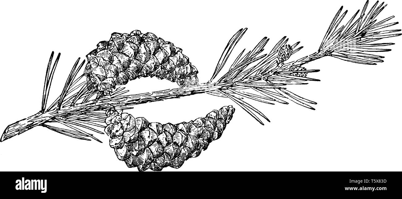 Pinus Divaricata a également demandé que le pin gris trouvés dans l'Est de l'Amérique du Nord. Le cône pines sont courbées en forme à la pointe et sont de 3 à 5 cm de long, vintage l Illustration de Vecteur