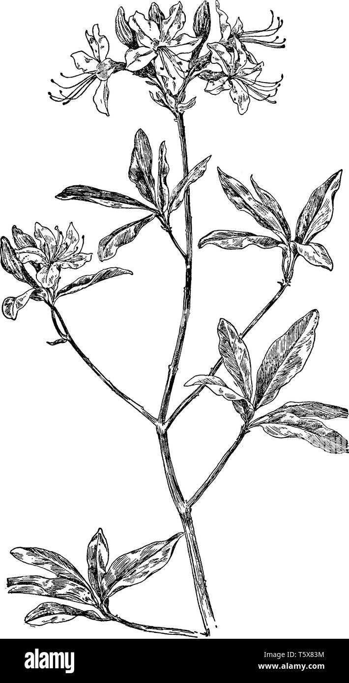 Pinxter fleur est une espèce d'arbuste de la famille des éricacées. Cette espèce produit des fleurs rose voyante au printemps. Les feuilles sont vert clair et d'ovules Illustration de Vecteur