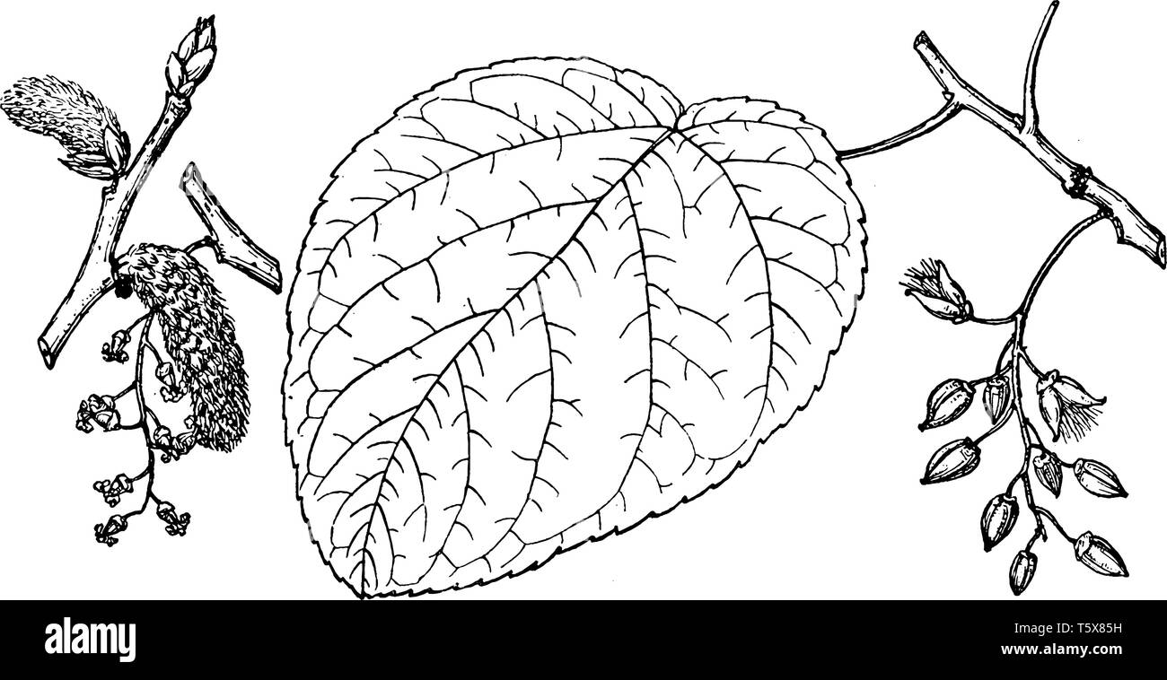 Une photo montrant la direction de Swamp Cottonwood arbre qui est également connu sous le nom de Populus heterophylla et est originaire de régions chaudes d'Amérique du Nord, vint Illustration de Vecteur