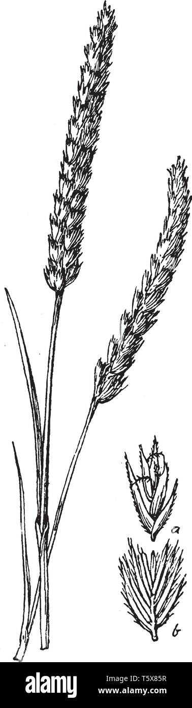 Cormoran à dogstail se trouve dans dans une grande variété de prairies de plaine. L'herbe pousse un à deux pieds de haut et aussi il a les lames plates et spike-comme Illustration de Vecteur