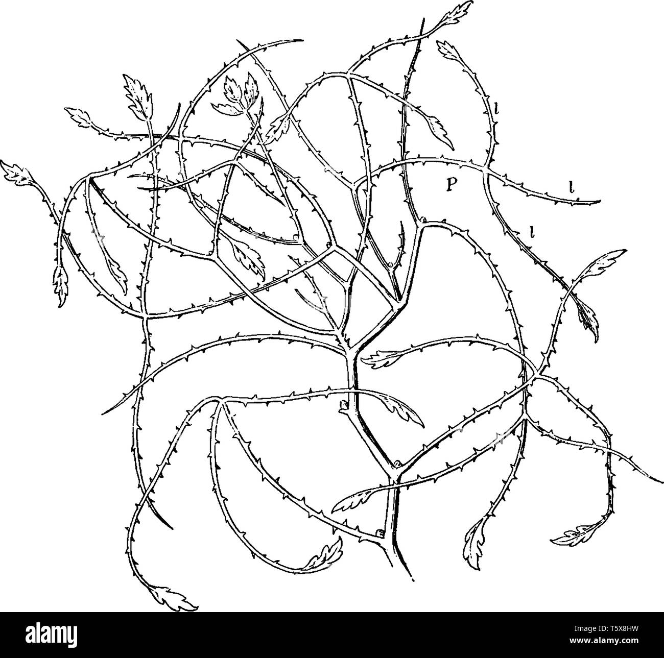 Une photo montrant Australian Feuilles de mûres. C'est une plante très épineuse arbuste. Les tiges, les branches sont irrégulièrement et produisent rarement des feuilles, vintage lin Illustration de Vecteur
