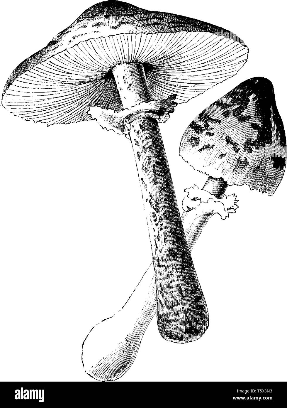 C'est image de Coulemelle. La PAC s'adresse à la partie supérieure et la partie inférieure est appelée la stipe's, vintage dessin ou gravure sur illust Illustration de Vecteur