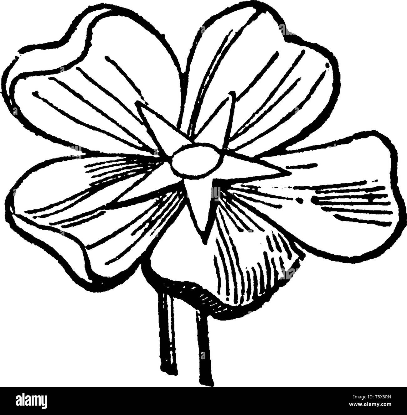 Salver-Shaped flower sont étroites à la base. Les fleurs ont cinq pétales. Fleur à l'intérieur d'une structure comme une étoile et les pétales en forme de cœur, la ligne vintage drawi Illustration de Vecteur