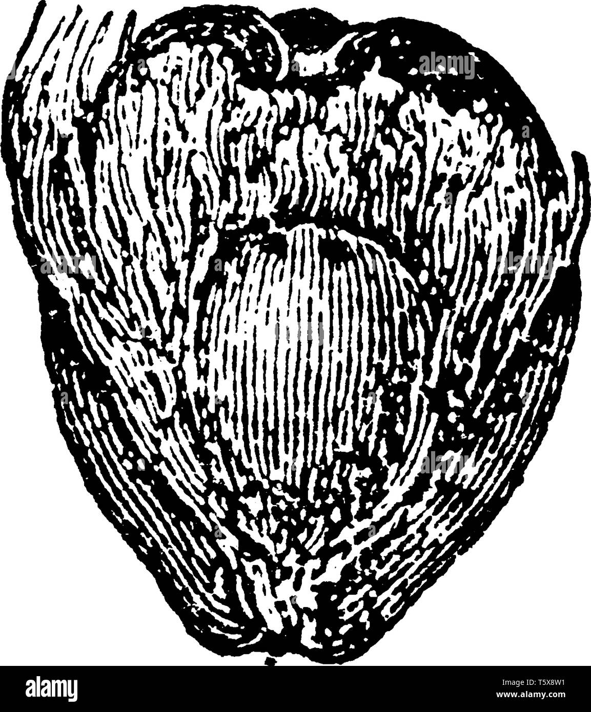 Ce cadre a et semi-sec a atteint un sommet de la noix de coco. Chair de noix de coco est également le sucre et plus de protéines que d'autres fruits, vintage dessin ou gravure illustrat Illustration de Vecteur