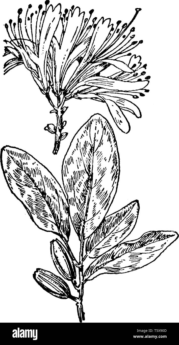 Cette photo montrant un le rhododendron du Canada. Les fleurs sont petites et de rose-mauve. La feuille est très fine et de forme ovale. Les feuilles sont larges et de forme ovale Illustration de Vecteur