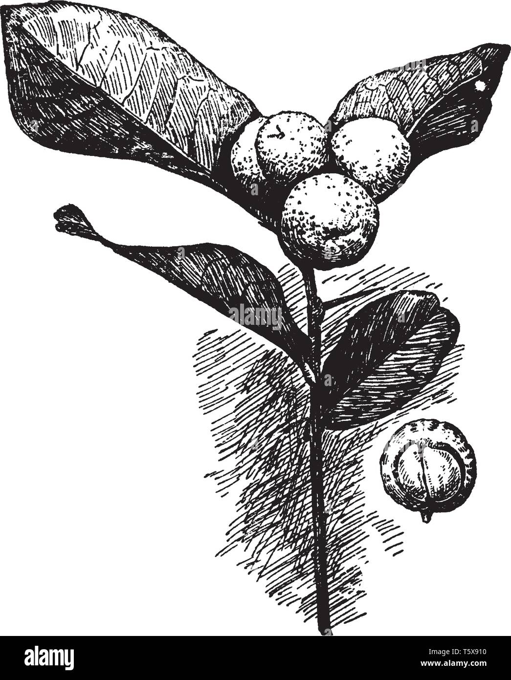 Il y a un arbuste barbelé ou un petit arbre. L'Atlantica Cylenica Cette plante est connue pour ses fruits secs, les feuilles de rechange à court et bondé, vintage lin Illustration de Vecteur