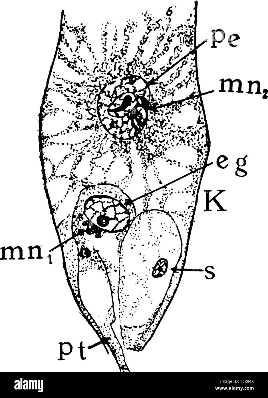 Une photo montrant la onzième étape de constitution de la mégaspore, vintage dessin ou gravure illustration. Illustration de Vecteur