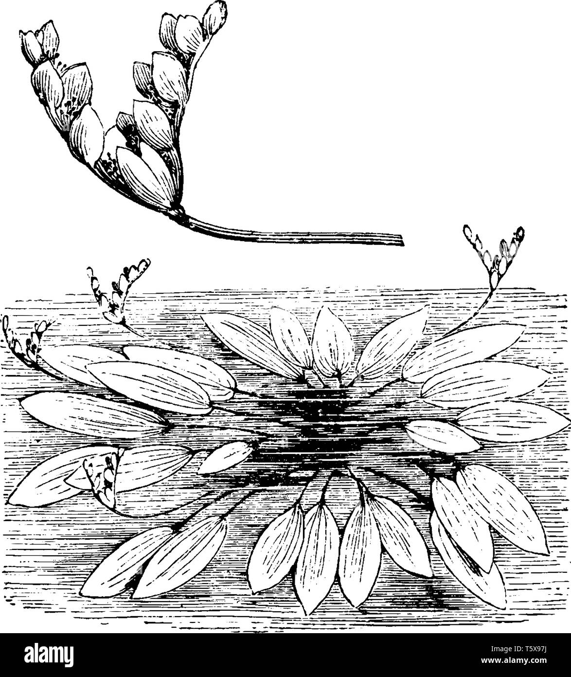 Une photo montre l'habitude et les pointes de fleurs d'Aponogeton Distachyon. C'est une plante aquatique. Cette fleur n'a pas de pétales, mais les bractées sont blanches avec un p Illustration de Vecteur