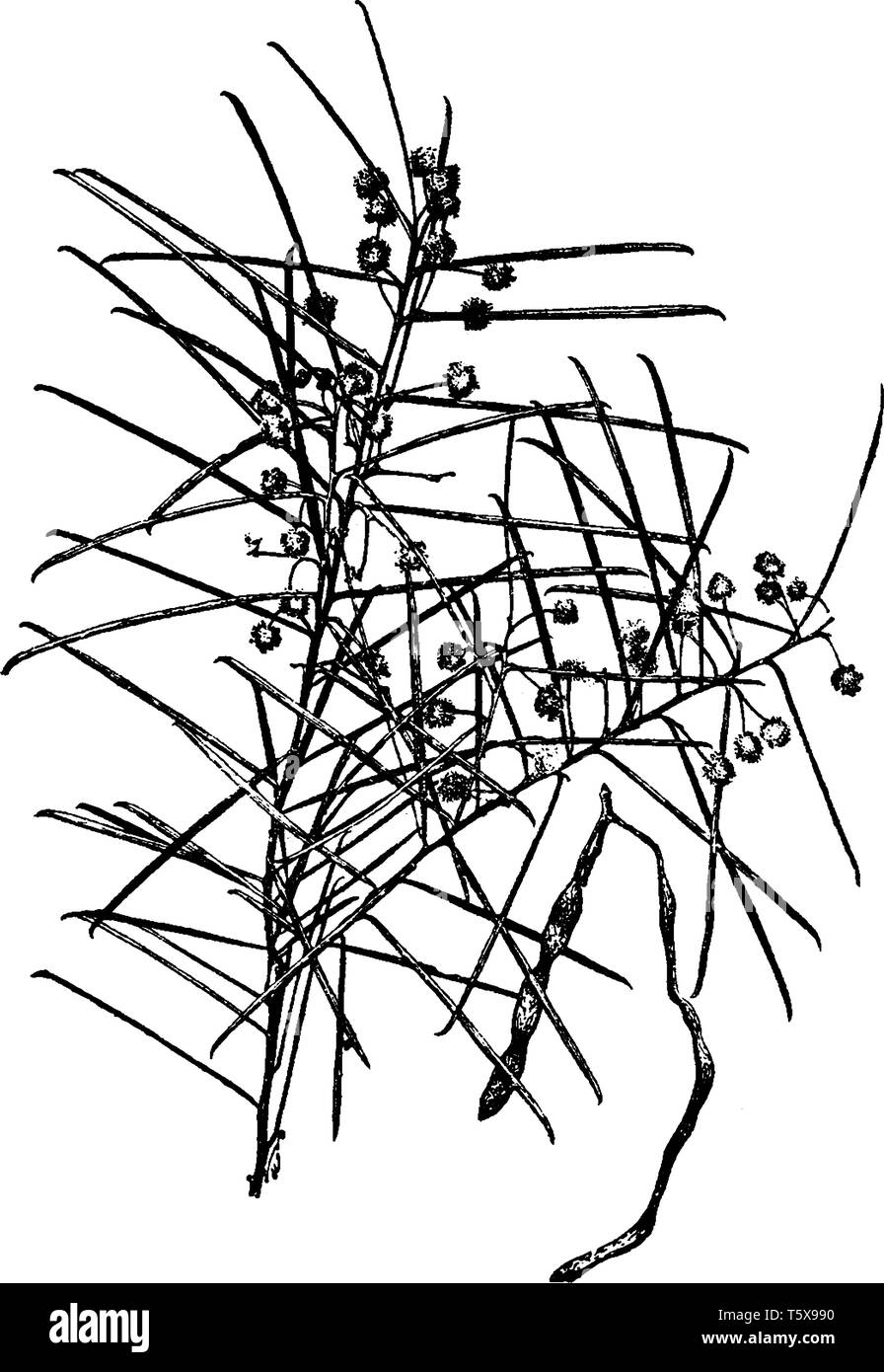 L'Acacia est un arbuste ou petit arbre espèces. Les branches sont maladroits dans la taille, taille de zone de long et de forme incurvée, vintage dessin ou gravure sur illust Illustration de Vecteur