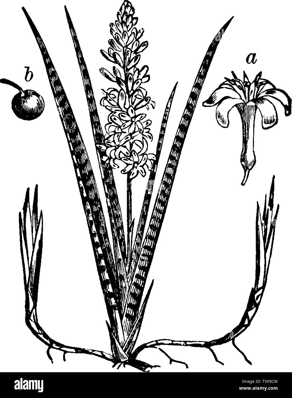 Une photo montrant les différentes parties de plantes Cordyline également connu sous le nom de Sansevieria. Les pièces sont une fleur et fruit, vintage dessin ou gravure il Illustration de Vecteur