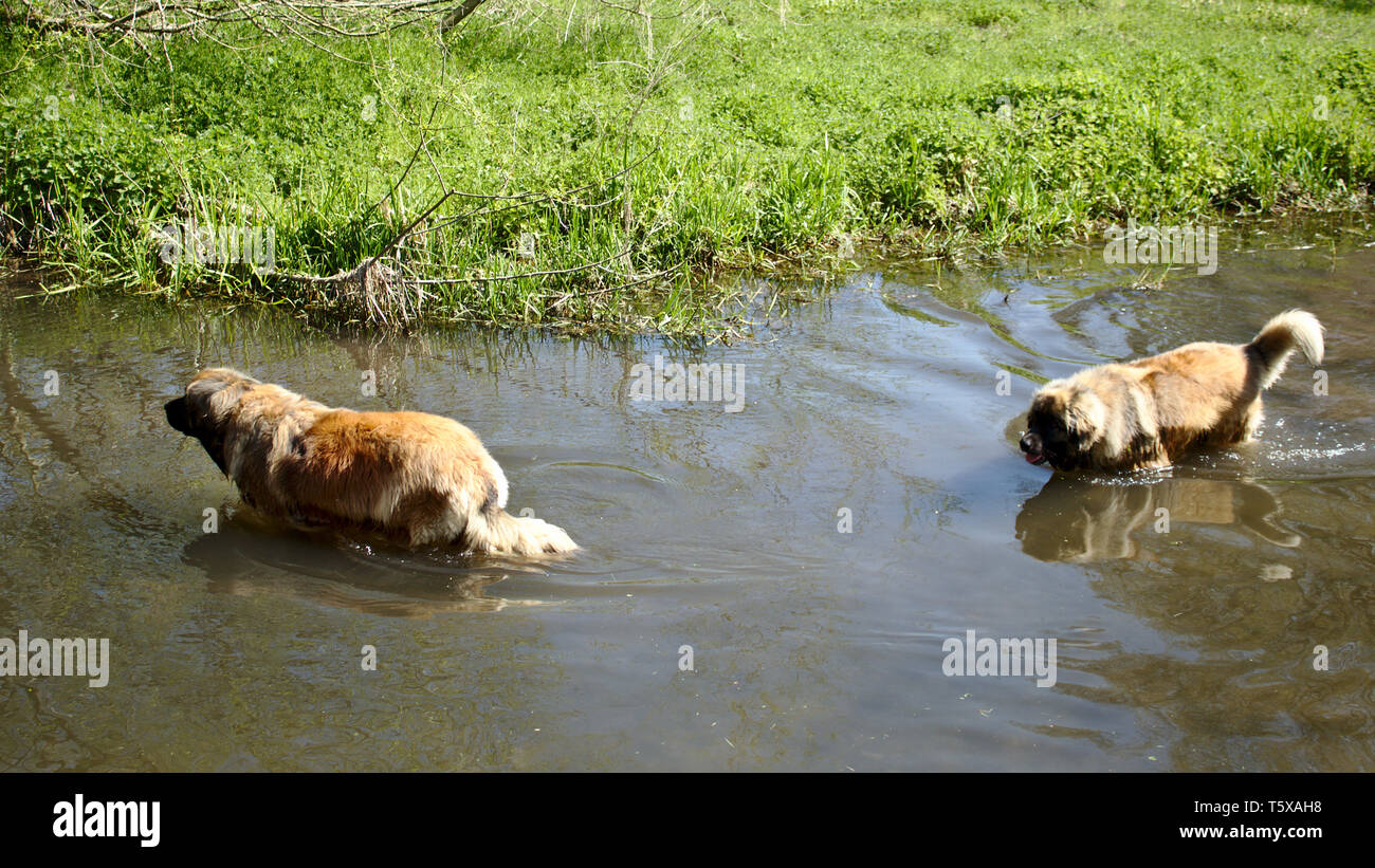 Les chiens se baigner dans l'été Banque D'Images