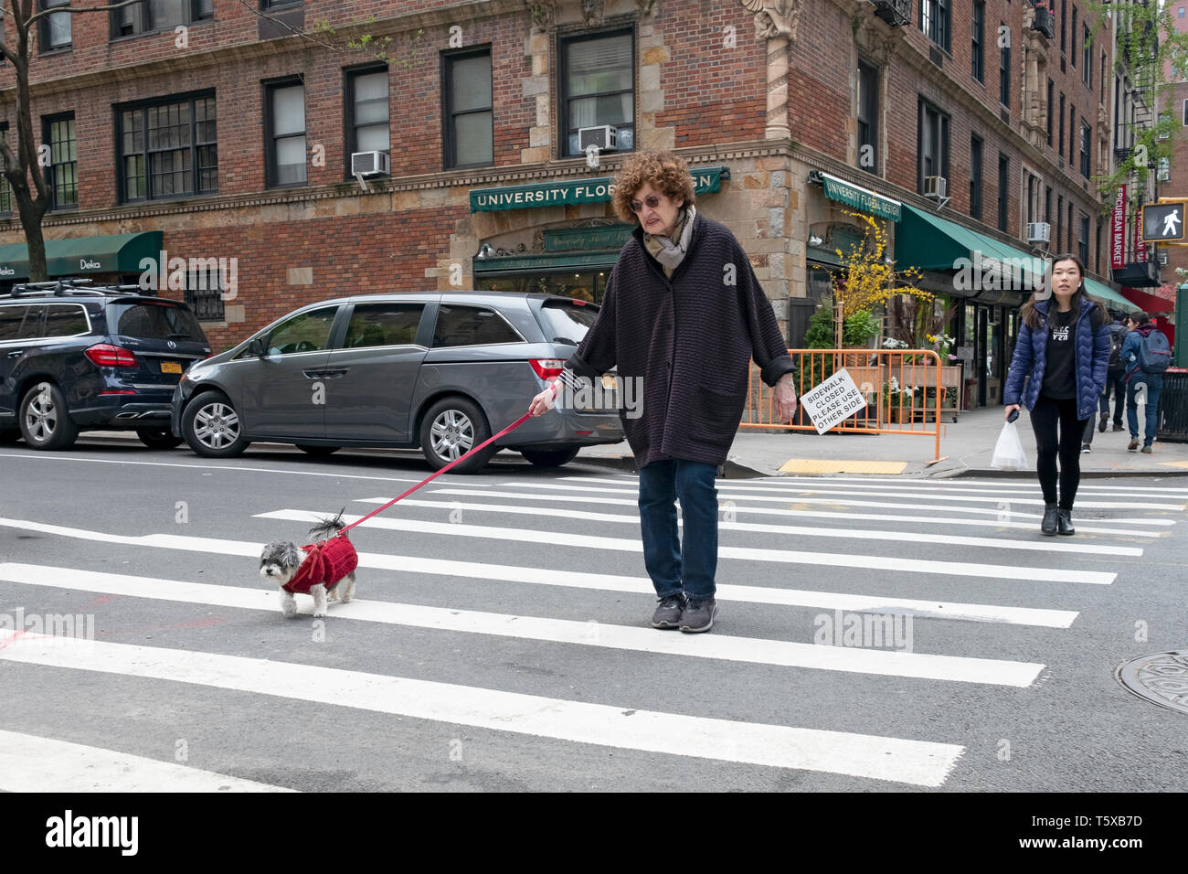 Une femme d'âge moyen promener son petit chien à la place de l'Université de Greenwich Village, Manhattan, New York. Banque D'Images