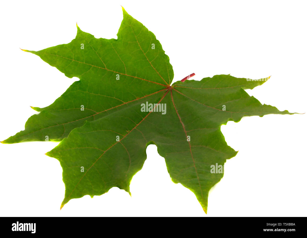 Feuille verte sur fond blanc Banque D'Images