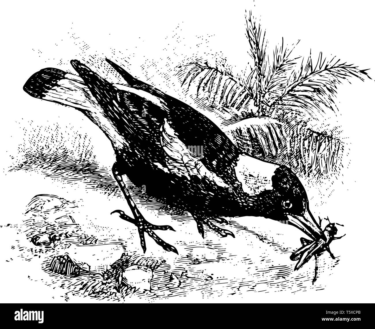 Cassican Flûteur est un oiseau de la famille des Artamidae crow comme les oiseaux, vintage dessin ou gravure illustration. Illustration de Vecteur
