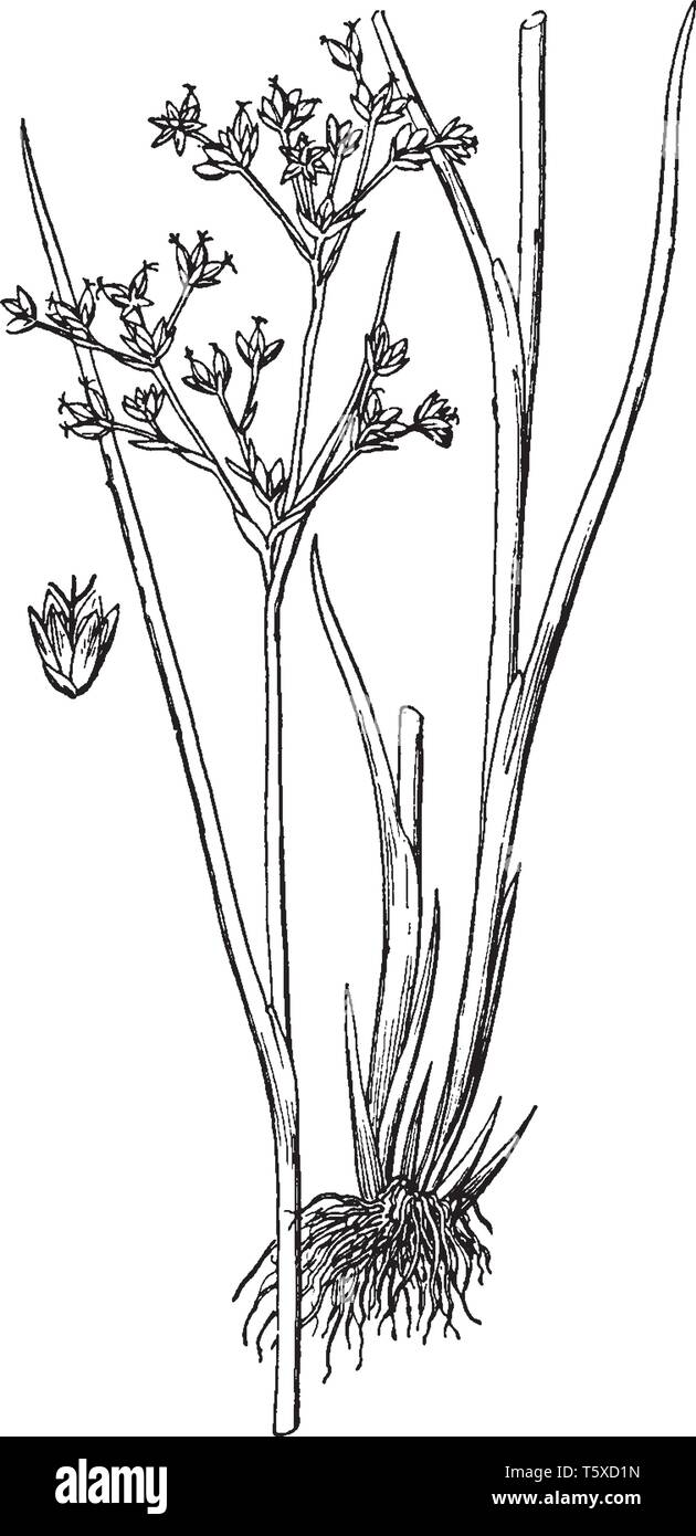 La branche principale est horizontale. Allé directement de la tige, de la direction générale est largement répandu, les racines sont très denses, vintage dessin ou gravure illustration. Illustration de Vecteur