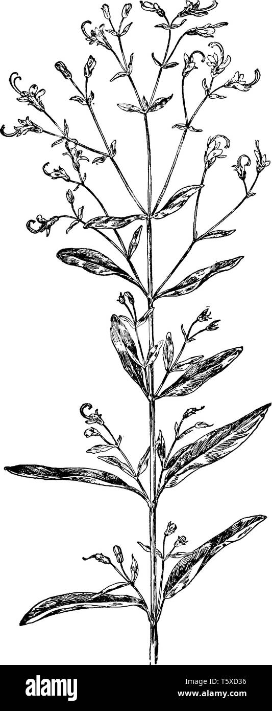 Boucles bleu, nom scientifique est Trichostema dichotomum, est une plante herbacée aimé fourchue. Les feuilles sont simples, lame, survenant en face l'un Illustration de Vecteur