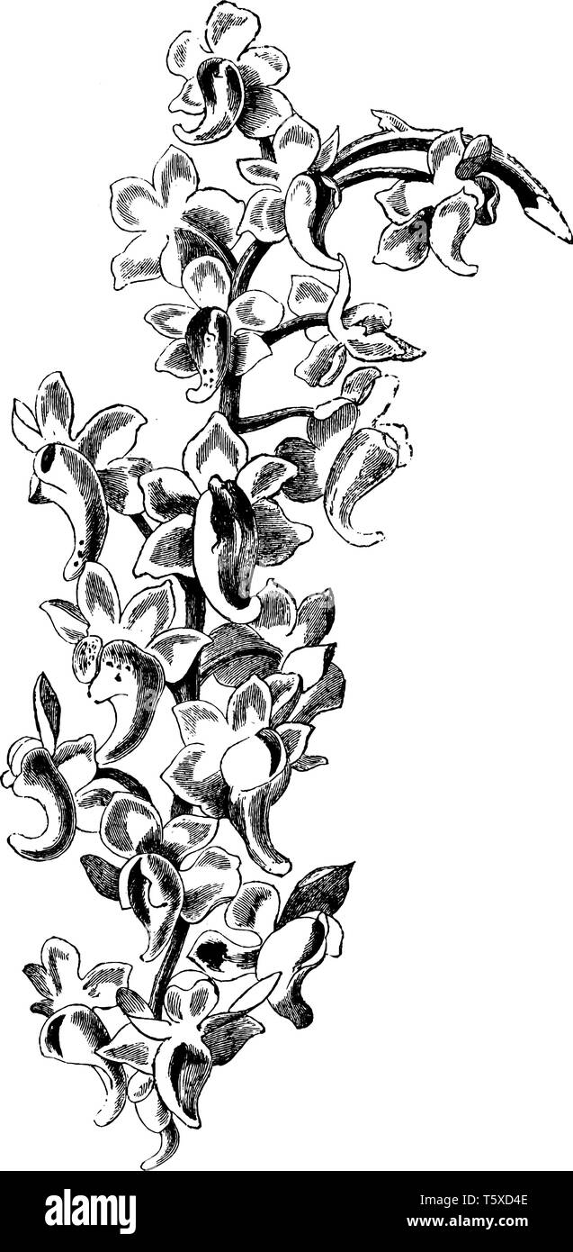 Aerides Odoratum fleurs sont blanc crème avec conseils rose. Elle est originaire du sud-est asiatique, vintage dessin ou gravure illustration. Illustration de Vecteur