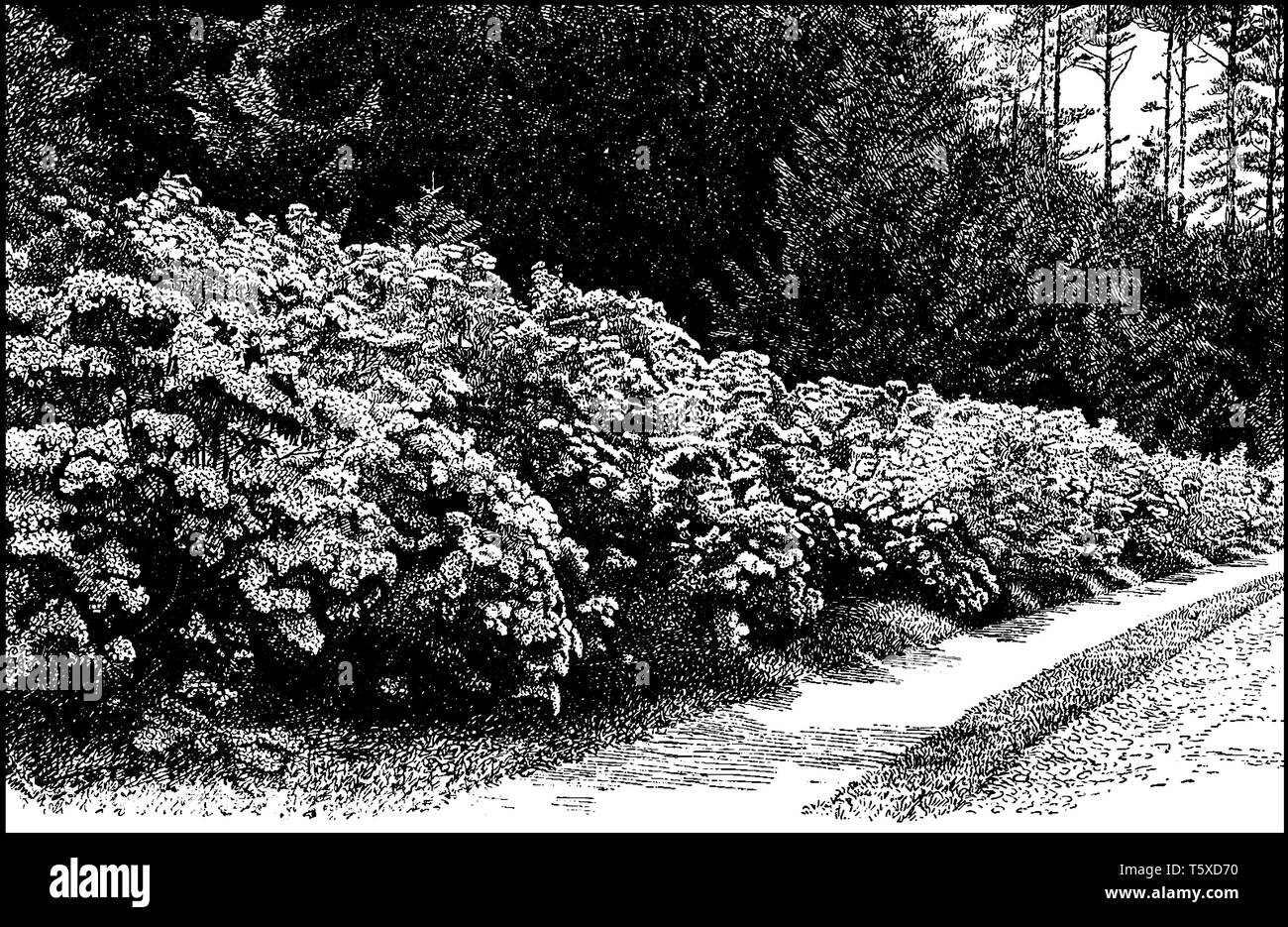 Cette photo d'arbustes à feuilles persistantes Kalmia membre d'Ericaceae mosty trouvés en Amérique du Nord et Cuba, vintage dessin ou gravure illustration. Illustration de Vecteur