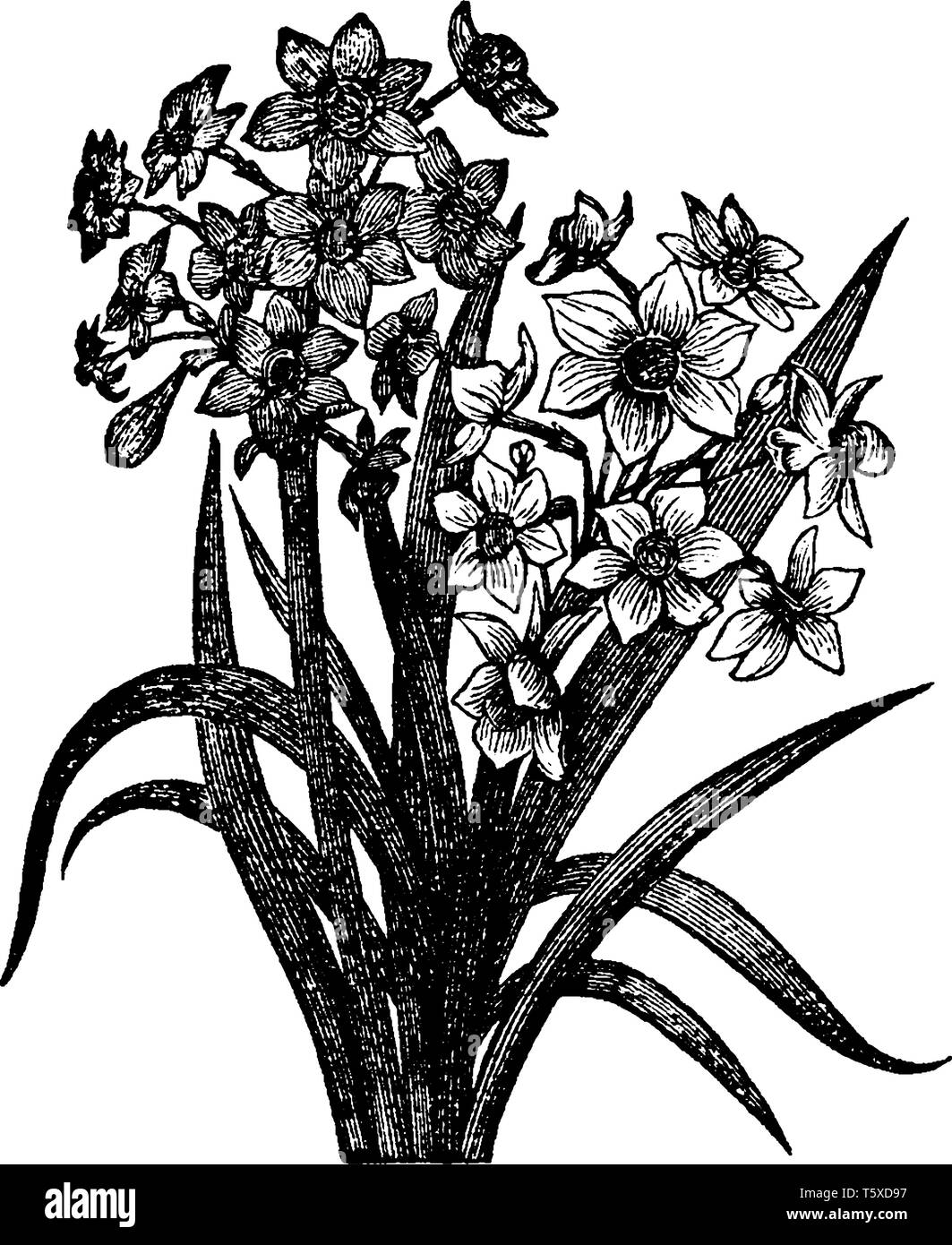 La forme commune de Narcisse (Jonquille) plante à fleurs, ses fleurs sont généralement blancs et ils fleurissent au printemps, vintage dessin ou gravure illu Illustration de Vecteur