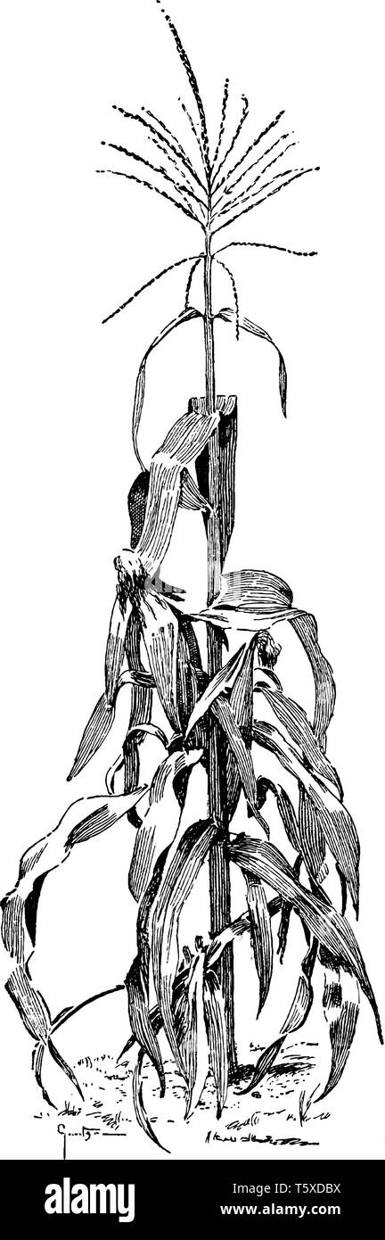 Le maïs qui a un noyau dur de différentes couleurs (comme brun rougeâtre foncé, violet et jaune) qui est généralement utilisé à des fins ornementales, vintage Illustration de Vecteur
