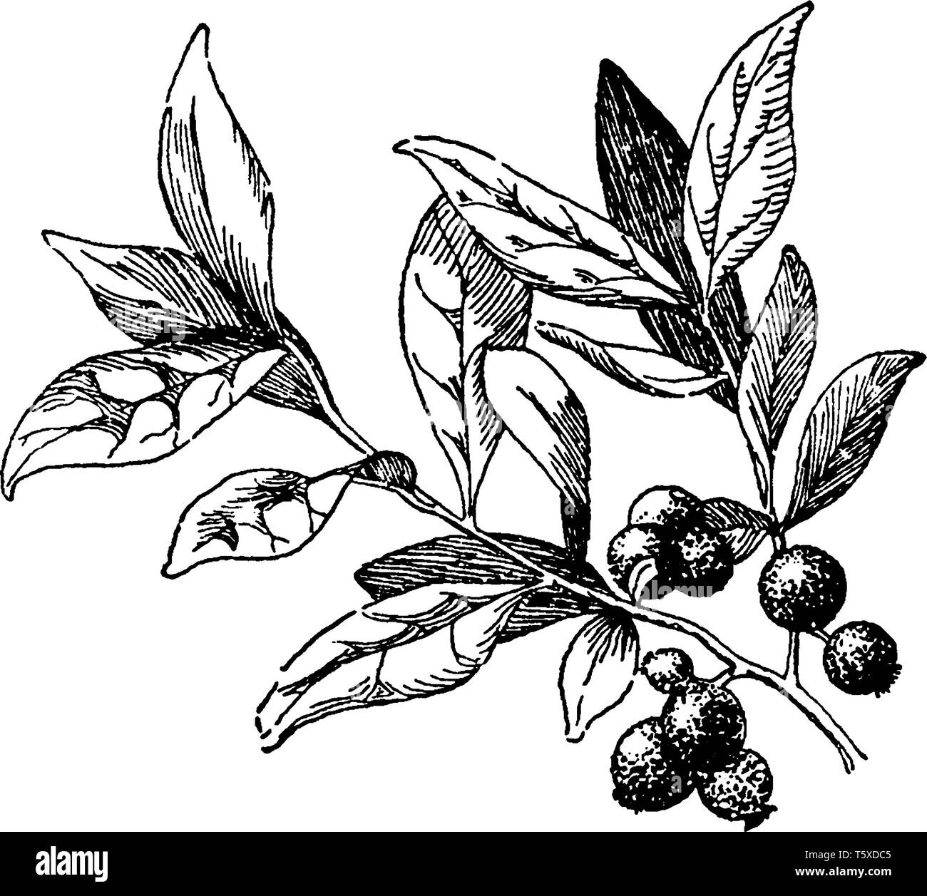 Une photo montrant une branche d'arbre avec son fruit Huckleberry. La myrtille est un fruit de la famille des éricacées de plantes, vintage ou dessin de ligne engra Illustration de Vecteur
