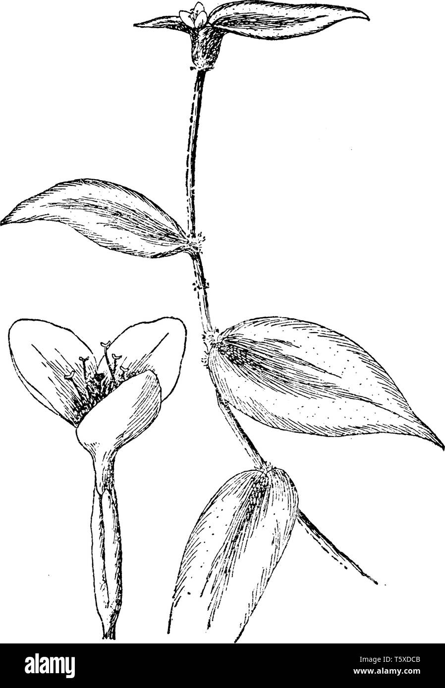 Zebrina pendula est une espèce de tradescantie de l'ouest connue sous le nom de plante ou d'un pouce juif errant. Tradescantia zebrina à motifs zébrés attrayant a quitter Illustration de Vecteur