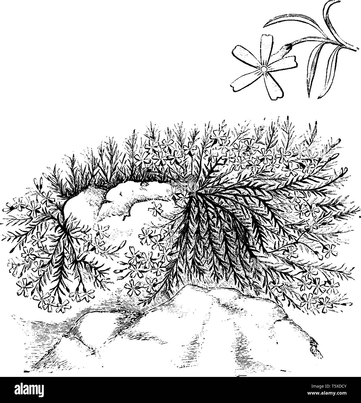 Cette photo montre l'habitude et détacher les feuilles et fleurs de Phlox subulata Frondosa espèce de plantes de la famille des Polémoniacées. C'est na Illustration de Vecteur
