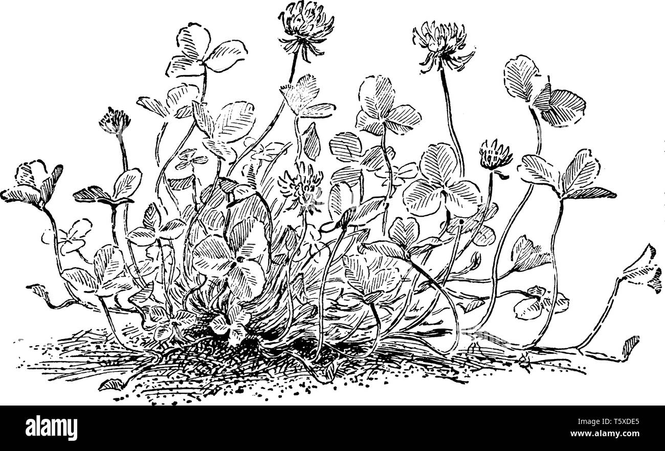 Cette photo montre un trifolium repens plante. Cette plante est répandue sur le sol. Les tiges sont longues et minces, vintage dessin ou gravure illus Illustration de Vecteur