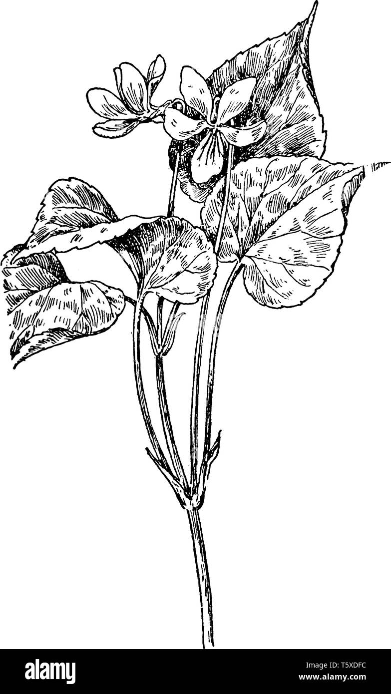 Canada (Violet Viola canadensis) est une grande fleur blanche et jaune à la base principalement dans les régions du Canada et aux États-Unis. Surtout cultivée Illustration de Vecteur