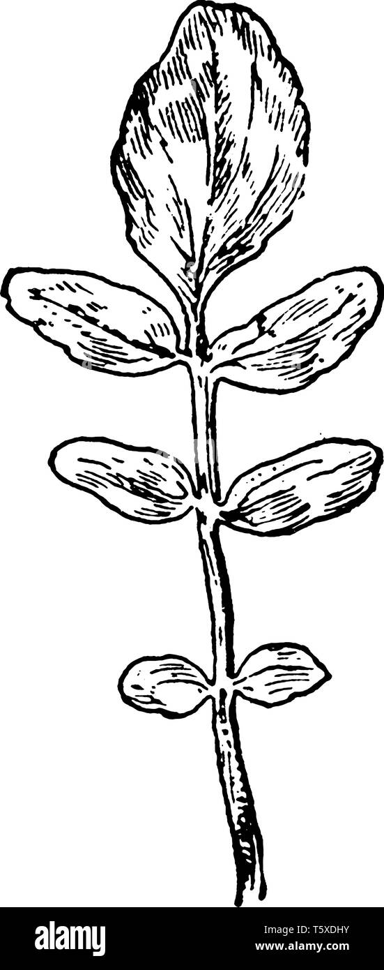 Le Cresson Est Une Plante Aquatique Especes Avec Le Nom Botanique Nasturtium Officinale Il Est De Plus En Plus Et A L Eau Et Des Mers Vintage Ou Dessin De Ligne Image Vectorielle Le Cresson Est Une Plante Aquatique Especes Avec Le Nom Botanique Nasturtium Officinale Il Est De Plus En Plus Et A L Eau Et Des Mers Vintage Ou Dessin De Ligne Image Vectorielle