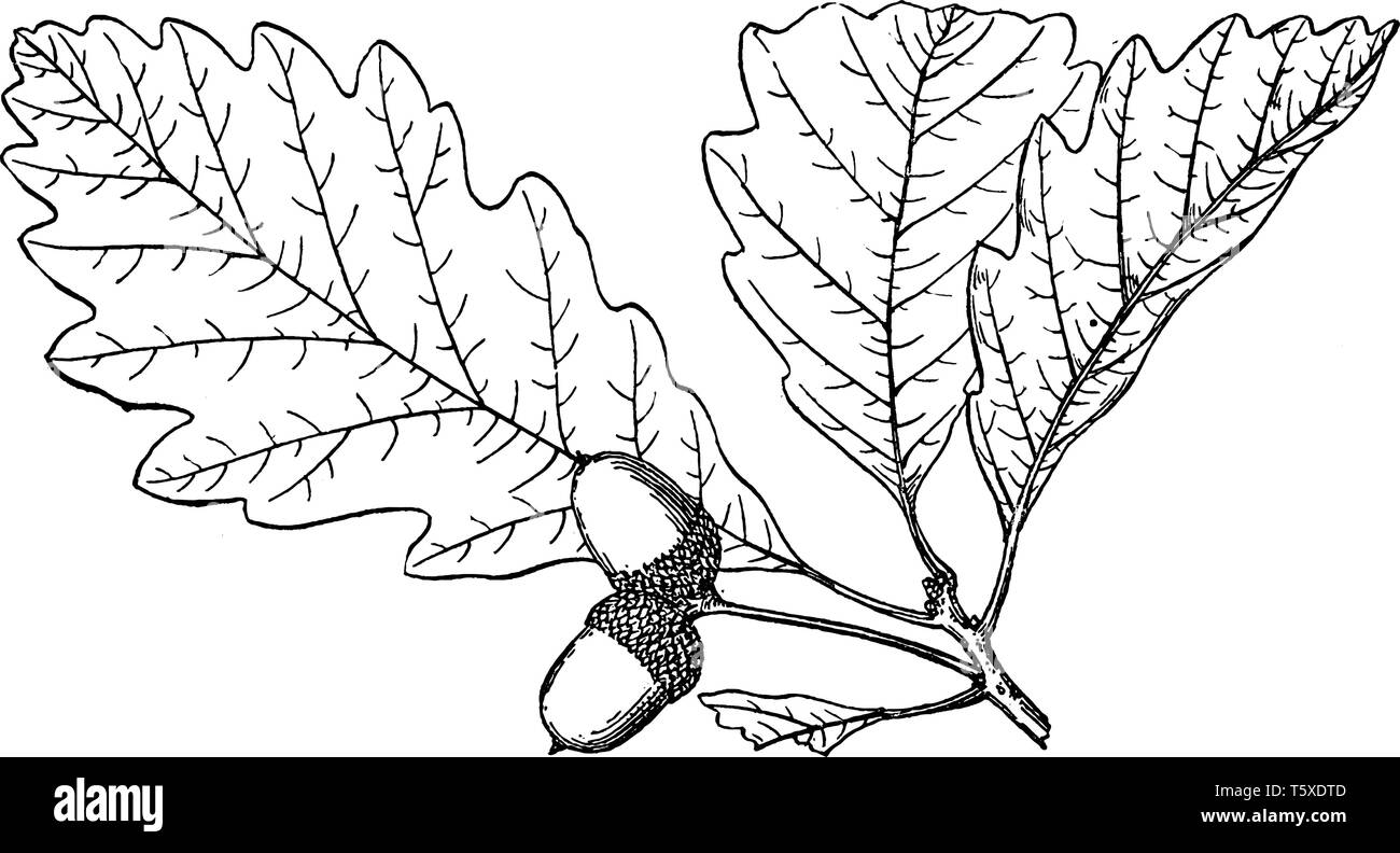 Le genre Quercus est originaire de l'hémisphère Nord, et comprend des espèces à feuilles caduques et à feuilles persistantes s'étendant de tempérées à tropicales latitud Illustration de Vecteur