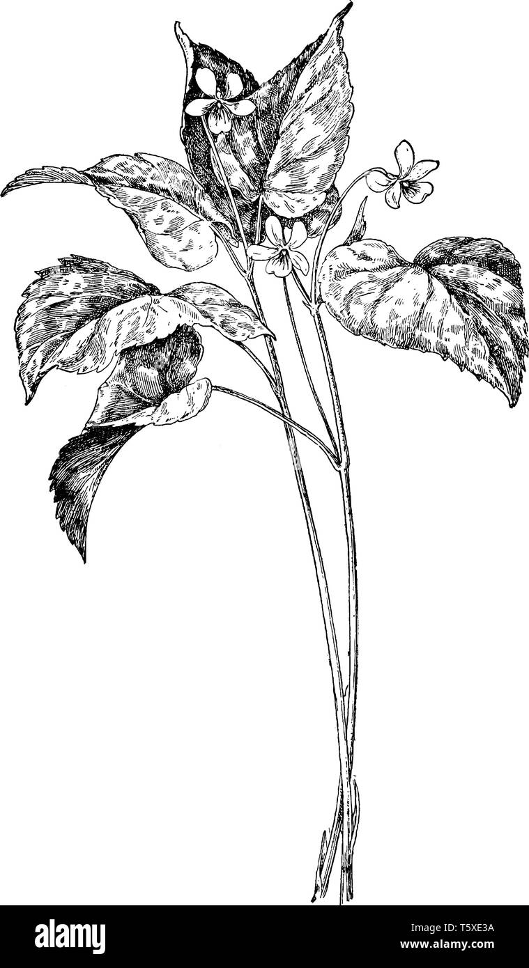 Violette jaune duveteuse est un nom commun de la Viola pubescens. Il est constaté aux États-Unis et au Canada. C'est une plante herbacée vivace qui fleurit de Illustration de Vecteur