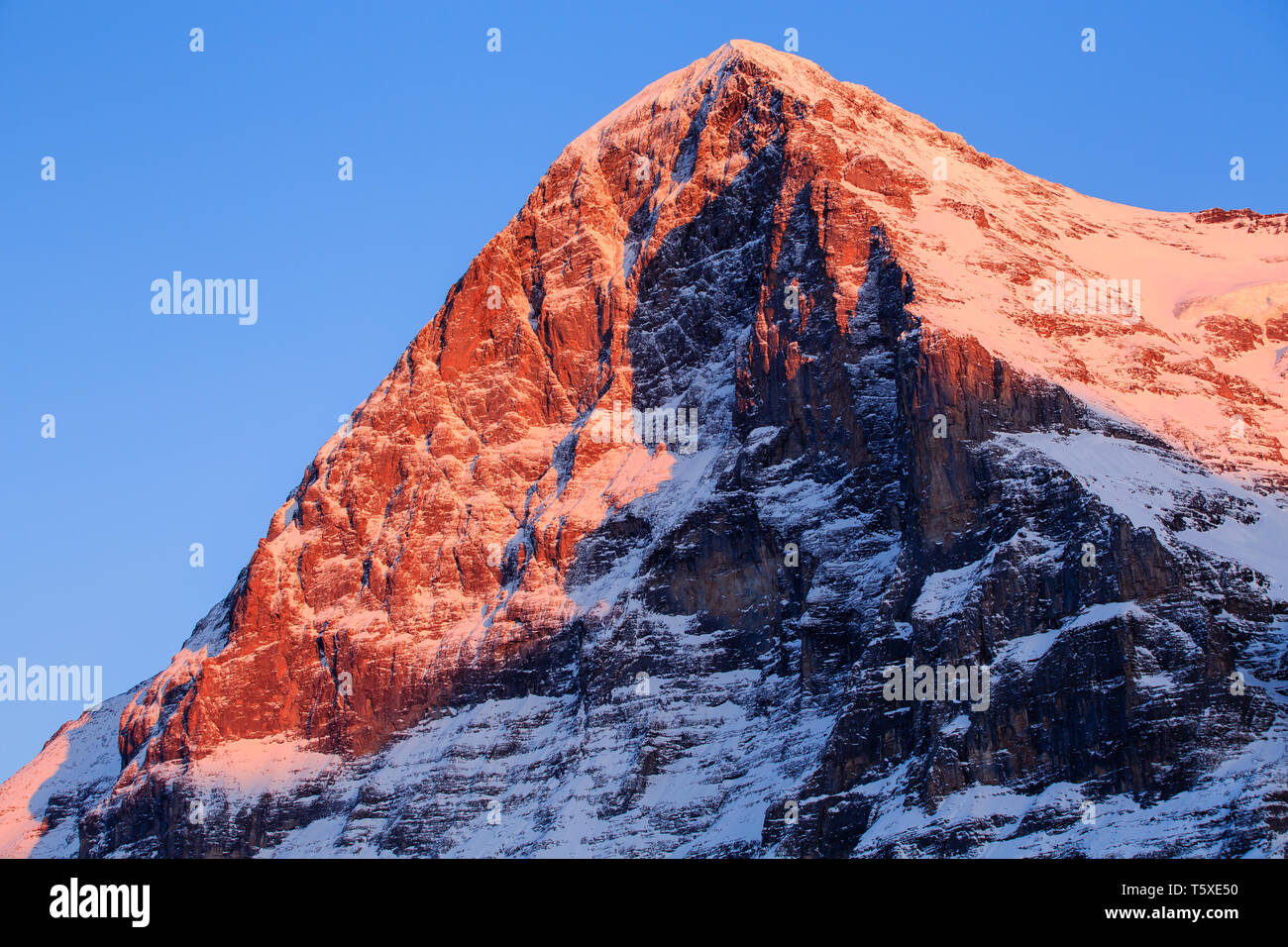 Alpenglow sur la face nord de l'Eiger en hiver. Kleine Scheidegg, Oberland Bernois, Suisse (Suisse) Banque D'Images