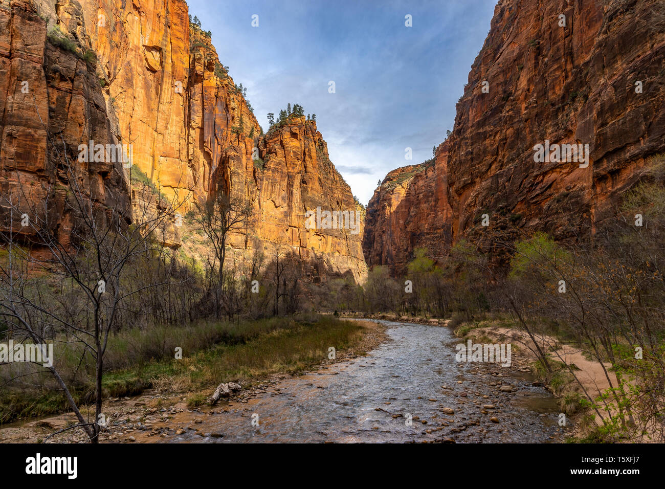 Zion National Park est une réserve naturelle du sud-ouest de l'Utah distingue par Zion Canyon est raide red cliffs Banque D'Images