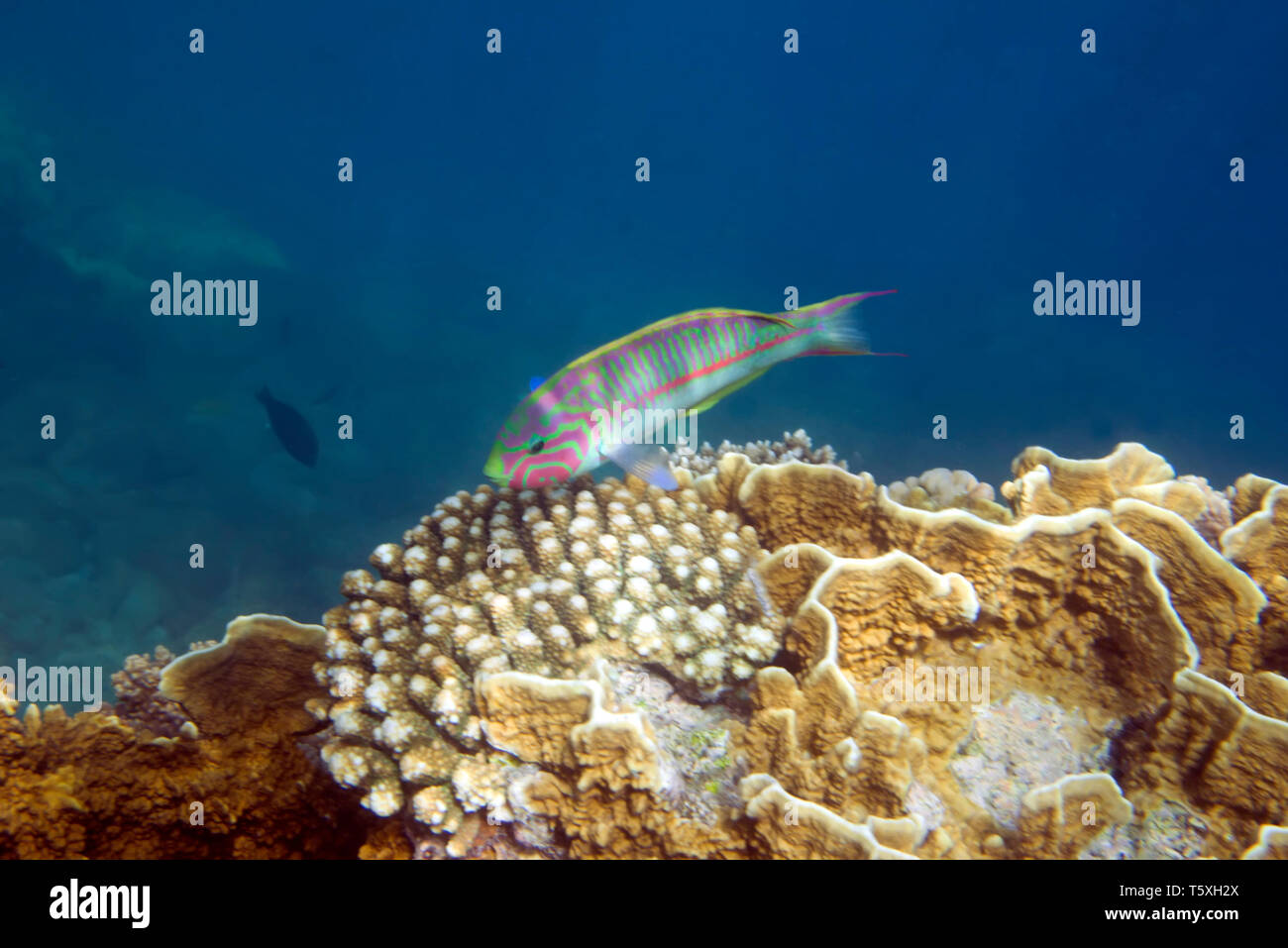 Thalassoma klunzingeri Klunzinger, Napoléon du. La vie sous-marine de la mer Rouge en Egypte. Poissons d'eau salée et de récifs coralliens Banque D'Images