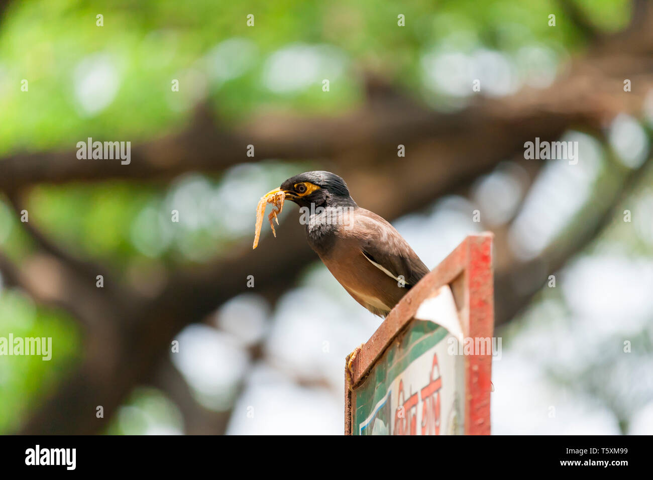 Oiseaux communs Myna Banque D'Images