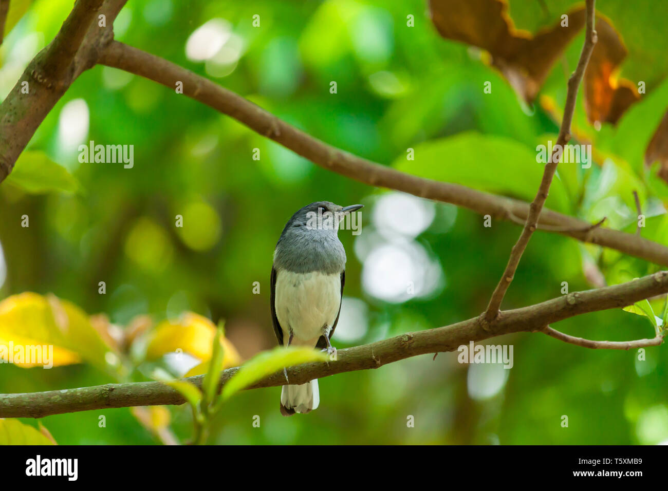 Magpie robin-oriental Banque D'Images