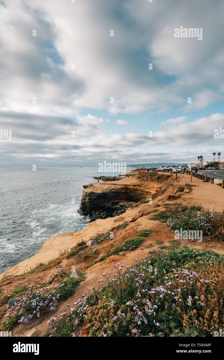 Fleurs sur les falaises à Sunset Cliffs Parc Naturel, au Point Loma, San Diego, Californie Banque D'Images